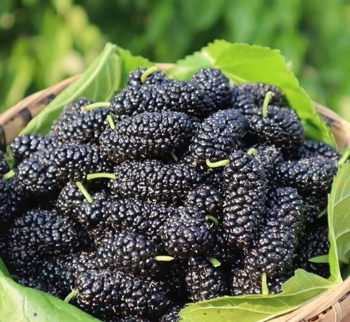 山货 桑葚【多用链接】一件