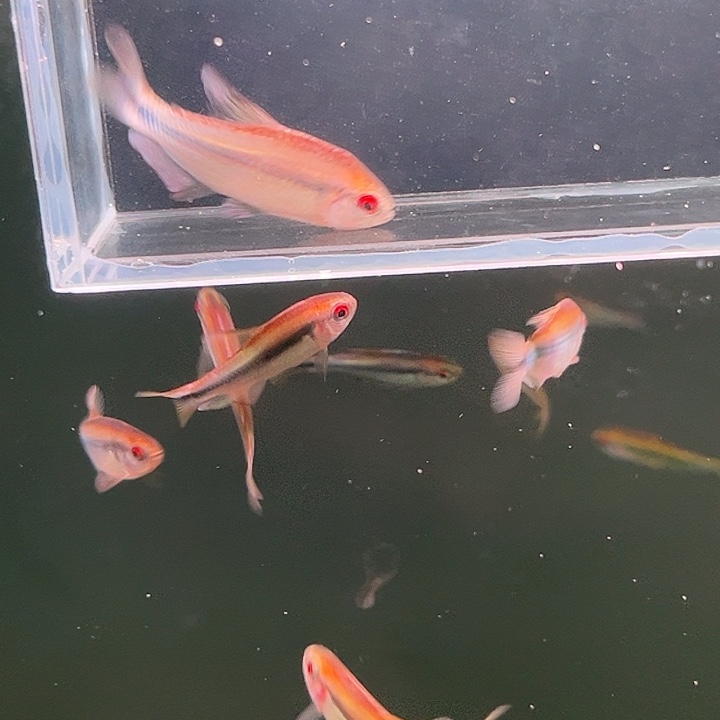 灯科鱼粉色牌22号 浅云3.5cm