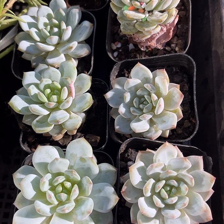 玉芙蓉一颗带盆土发