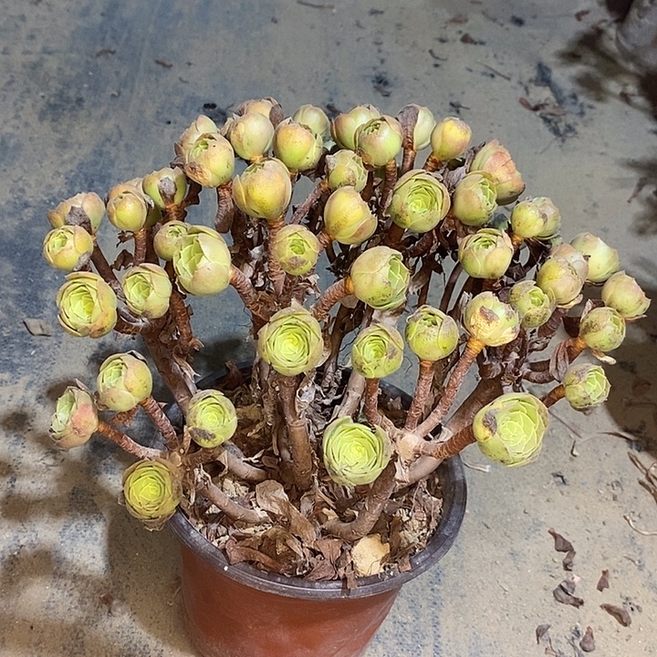 万圣节多肉植物026
