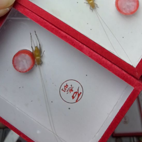 蟋蟀石大黄加黄锡奇大黄蛉