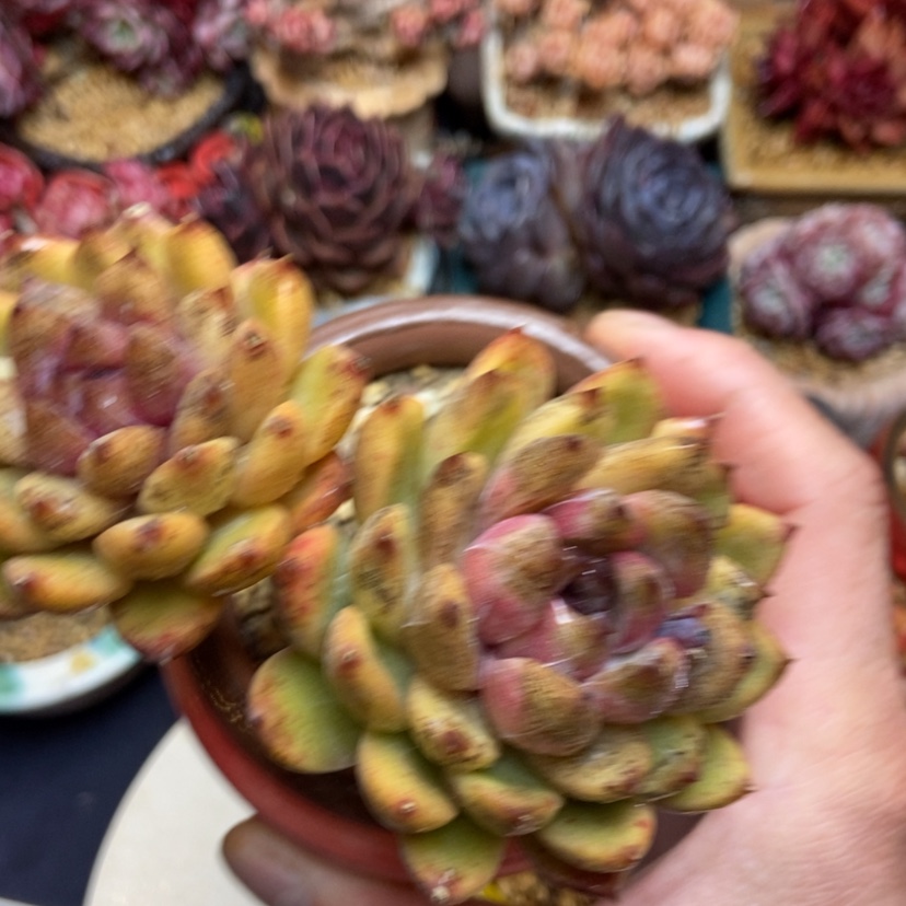 【闪购商品】水晶老桩