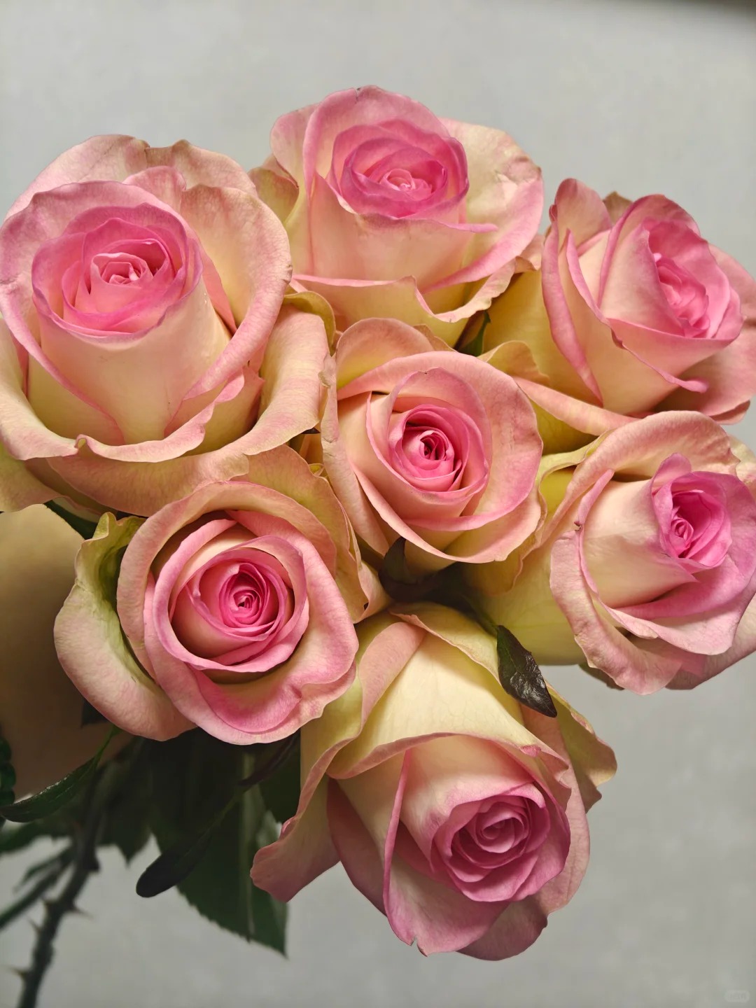 月季新品切花玫瑰阳台浓香