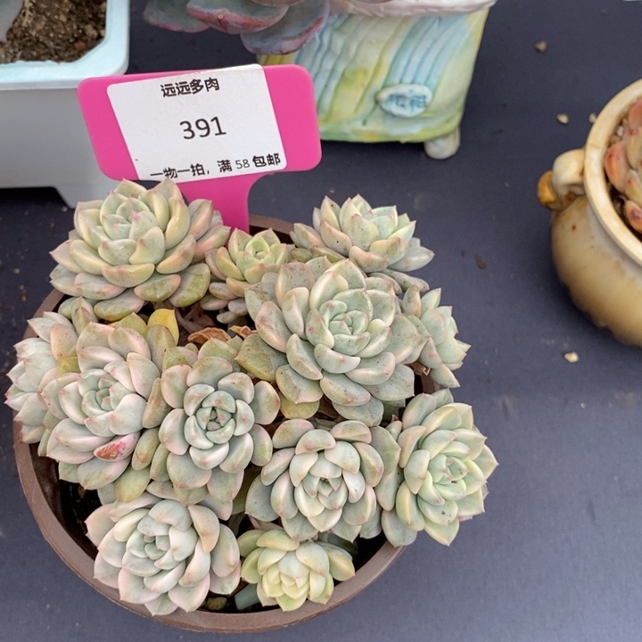 391粉布偶肉肉肉肉肉