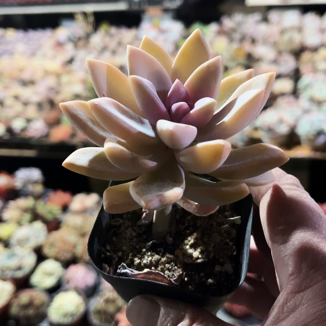 歪***歪123父母肉义务生父母都可以