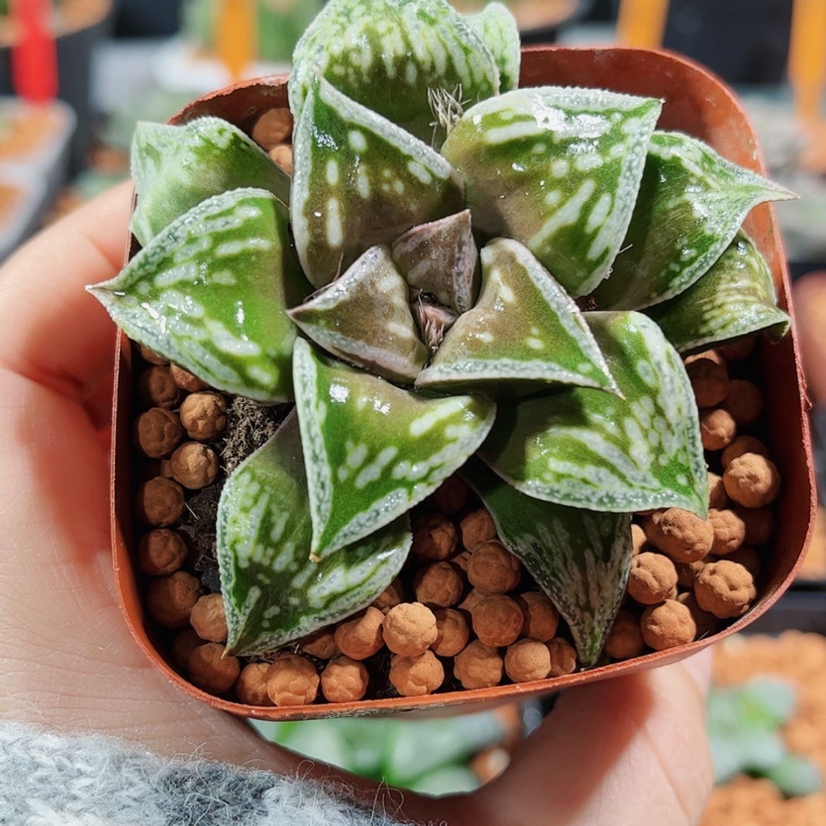 【闪购商品】铜雀台