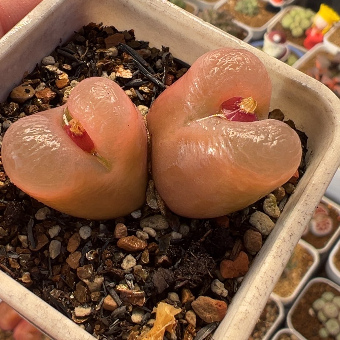 021多肉植物种类多样