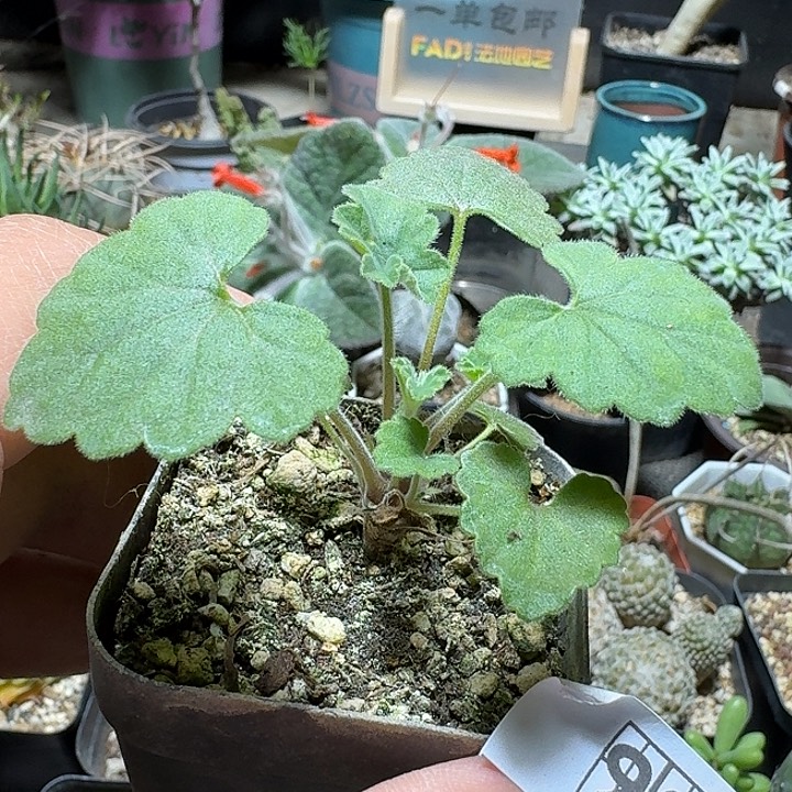 924昆克洋葵带盆发货一个随机