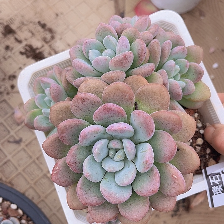 白鹭2635多肉植物