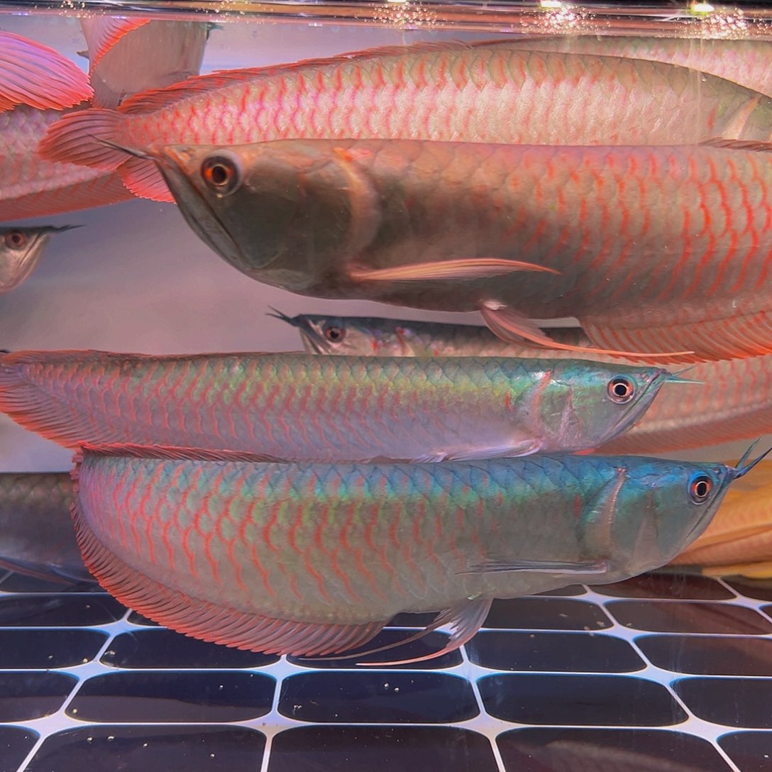 龙鱼志**方马来西亚七彩银龙