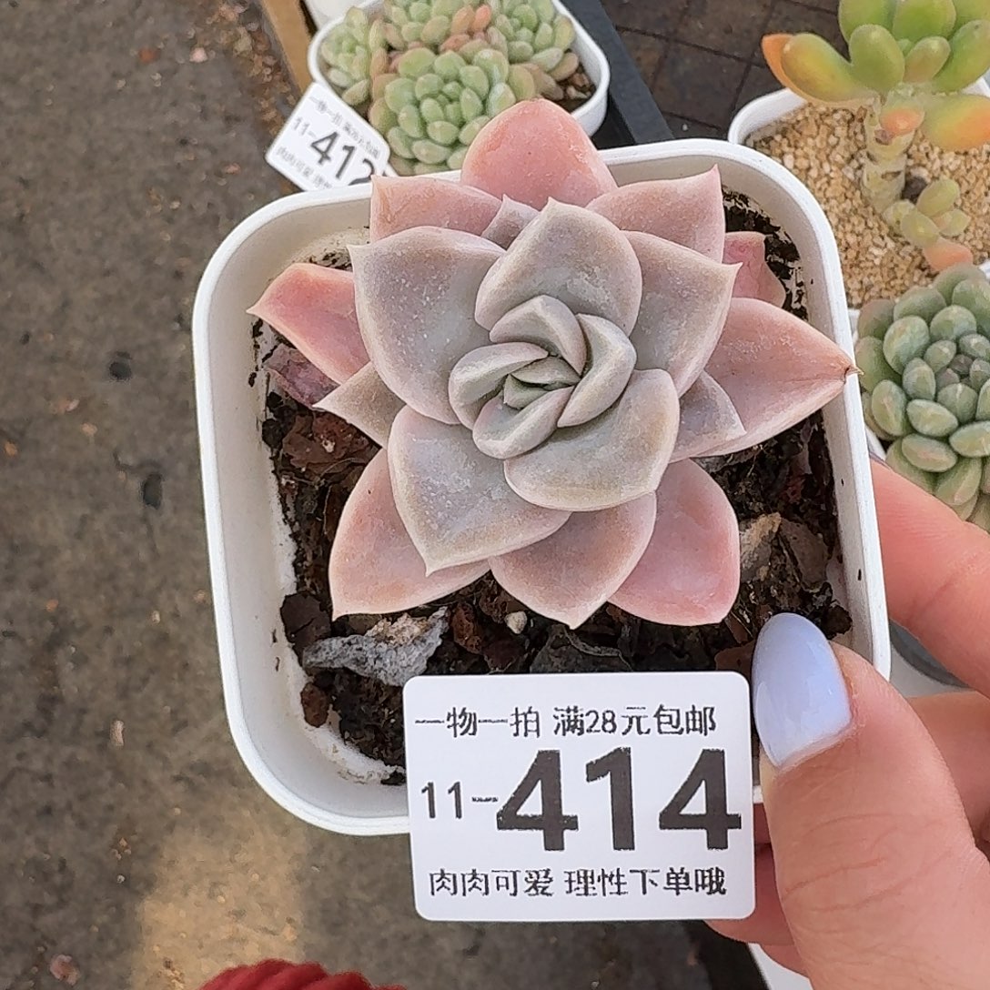 哈利沃森无盆土发货