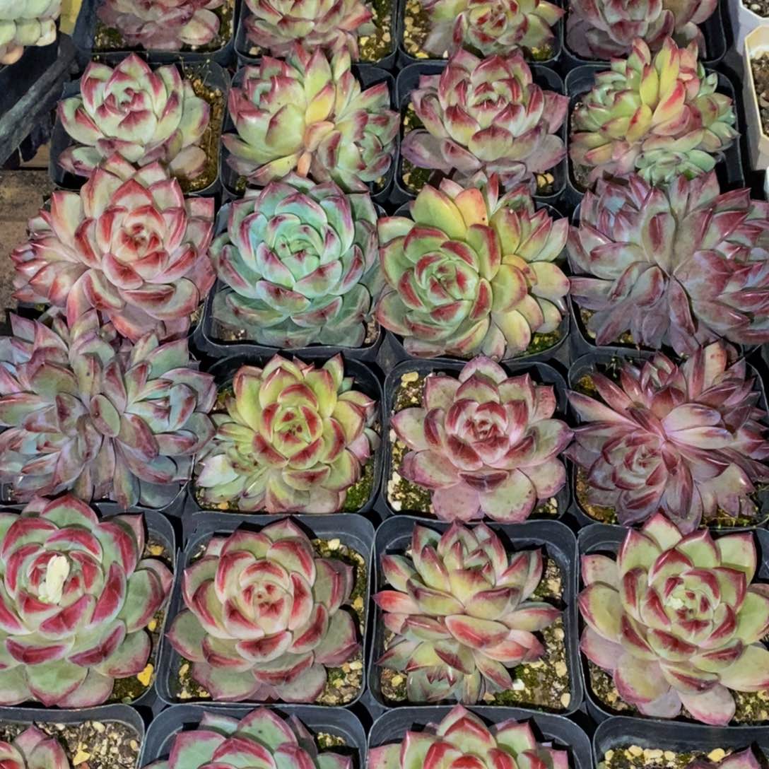 839的人生态度是一种