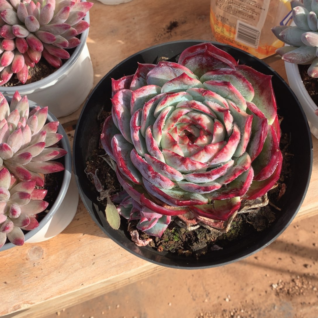 多肉植物是真的很神奇