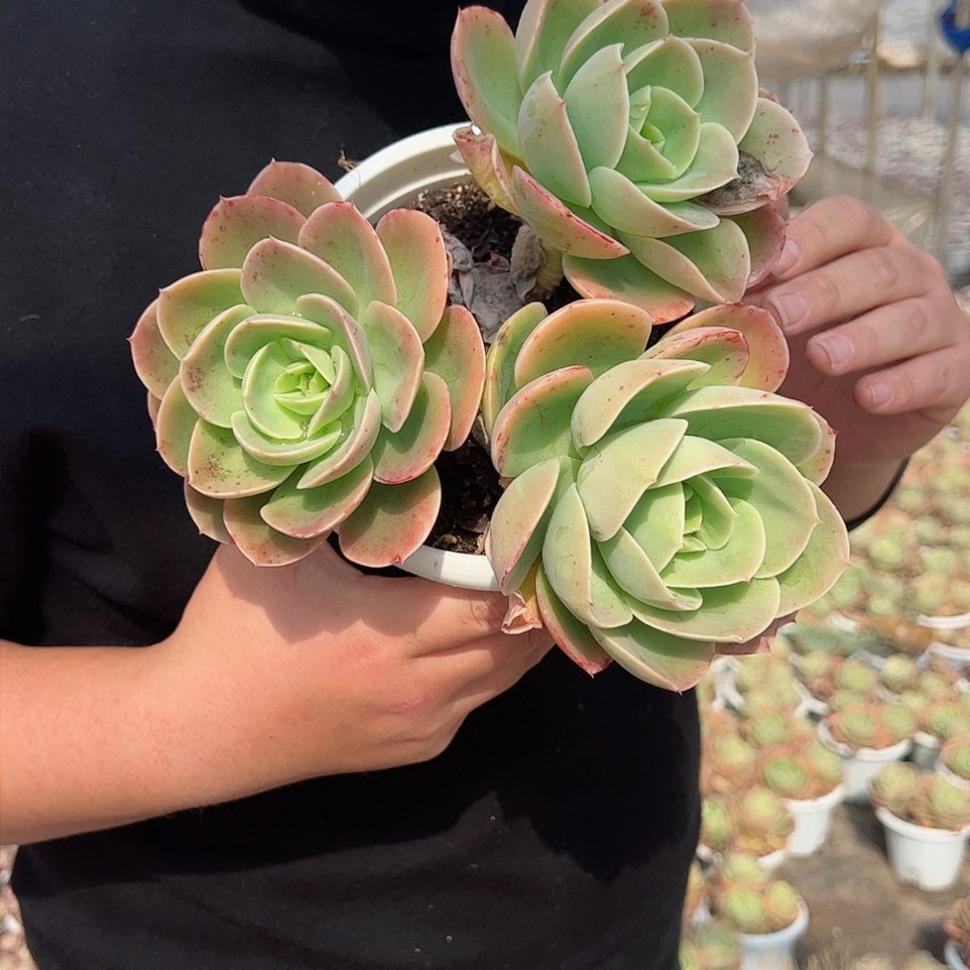 星娜塔三大头起多肉