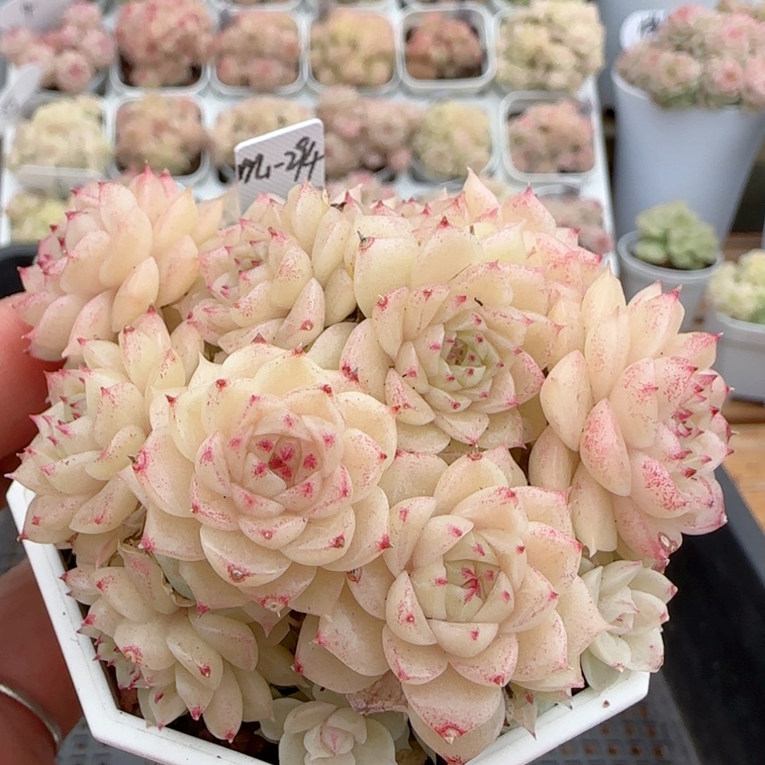 【闪购商品】0204-166（m1-294）