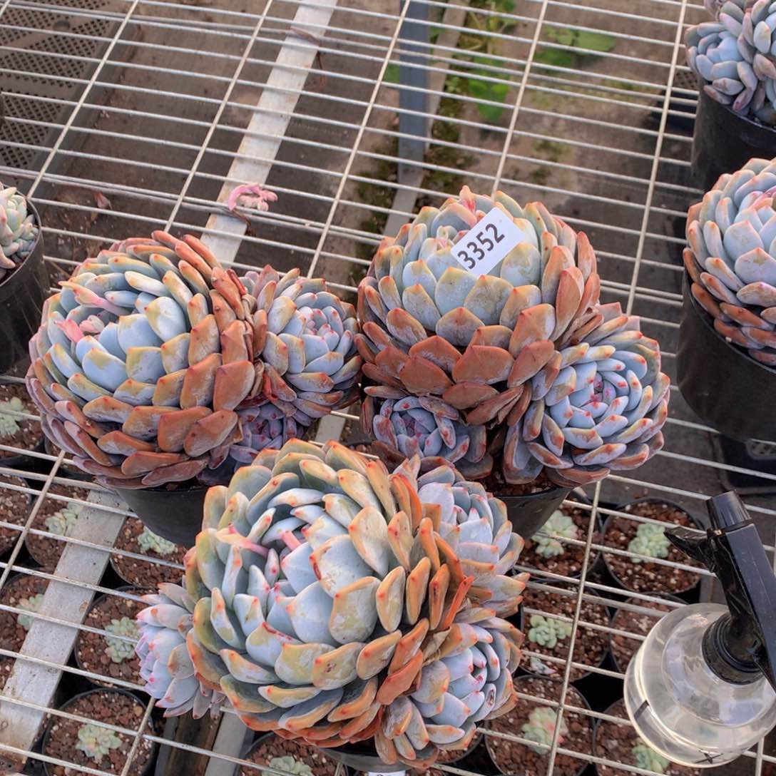 3352三个一起玩一起吧