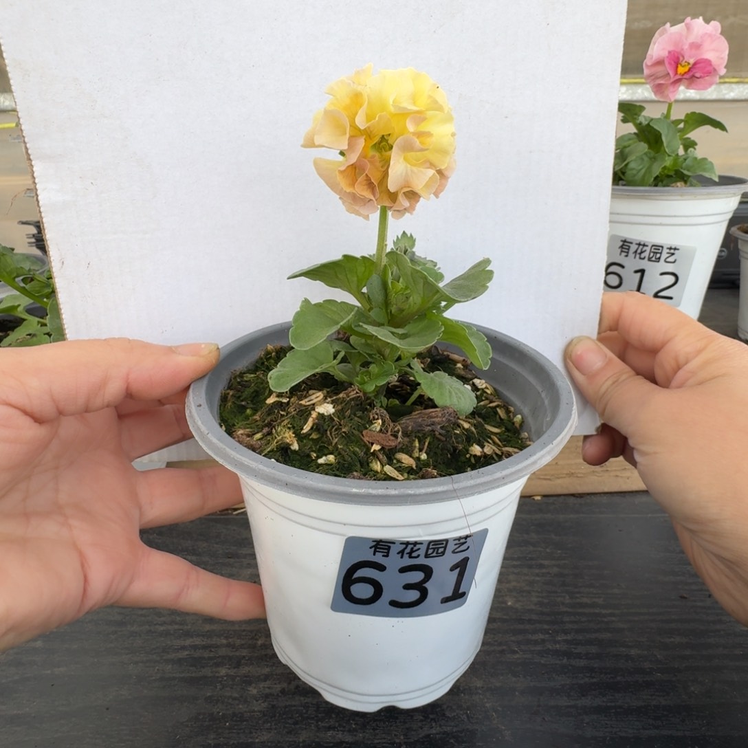 无花朵631号角堇