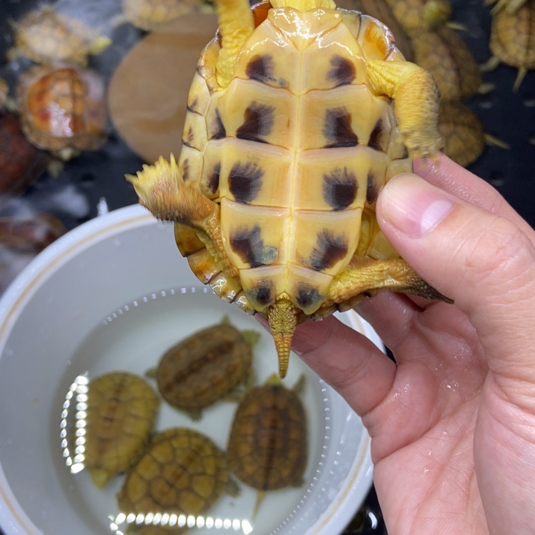 我***炸绿毛龟不分公母瑕疵小青