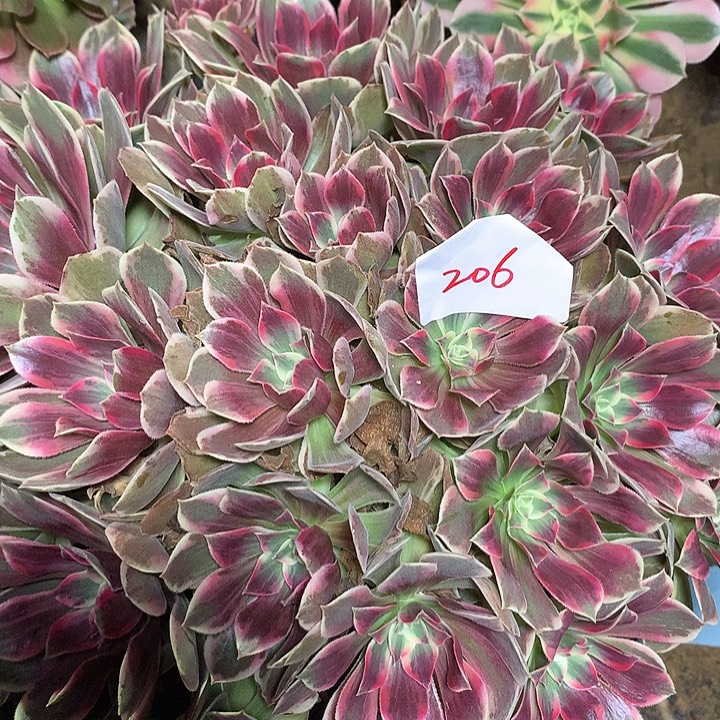 小***颜206多肉植物一物一拍