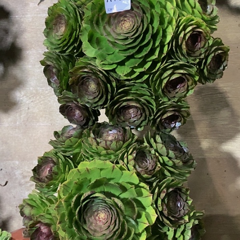 万拉丝135脱土发货