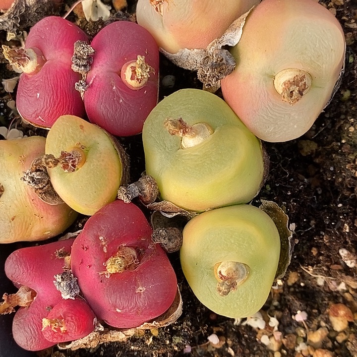 859大双头母本彩蟠桃一组