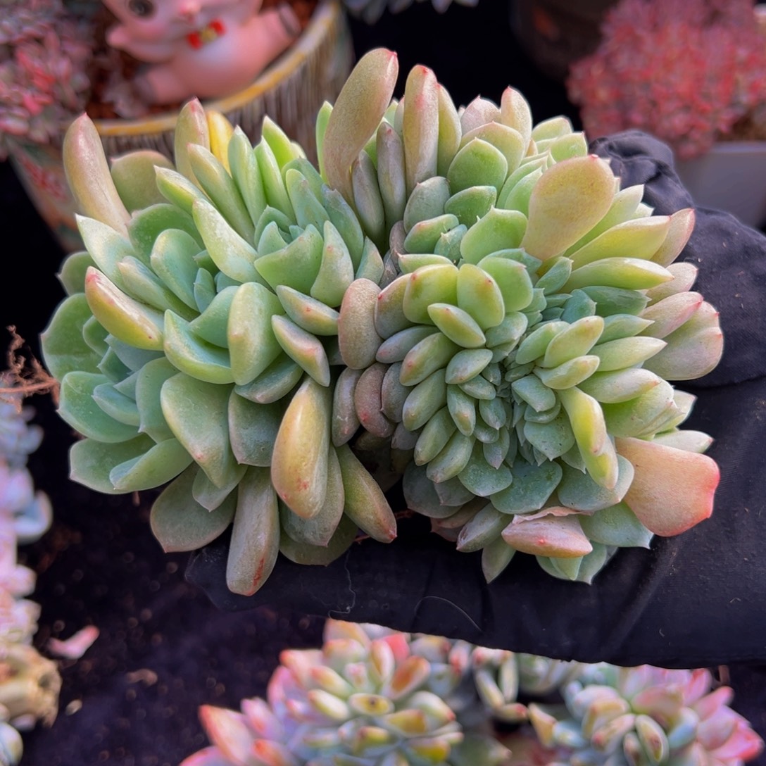 纯爱缀化叶插天天开心微瑕