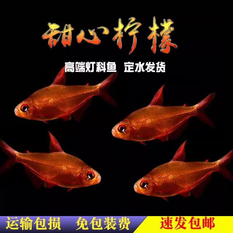 甜心柠檬灯鱼巴西进口热带观赏鱼活体小型鱼草缸群游鱼灯鱼