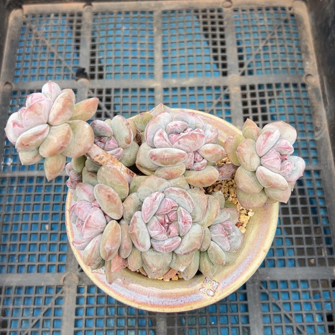 爱***荷精品多肉一物一拍