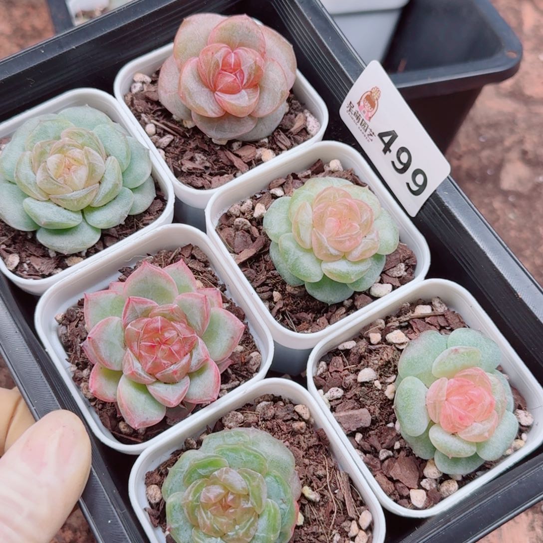 暖****多肉植物多肉植物