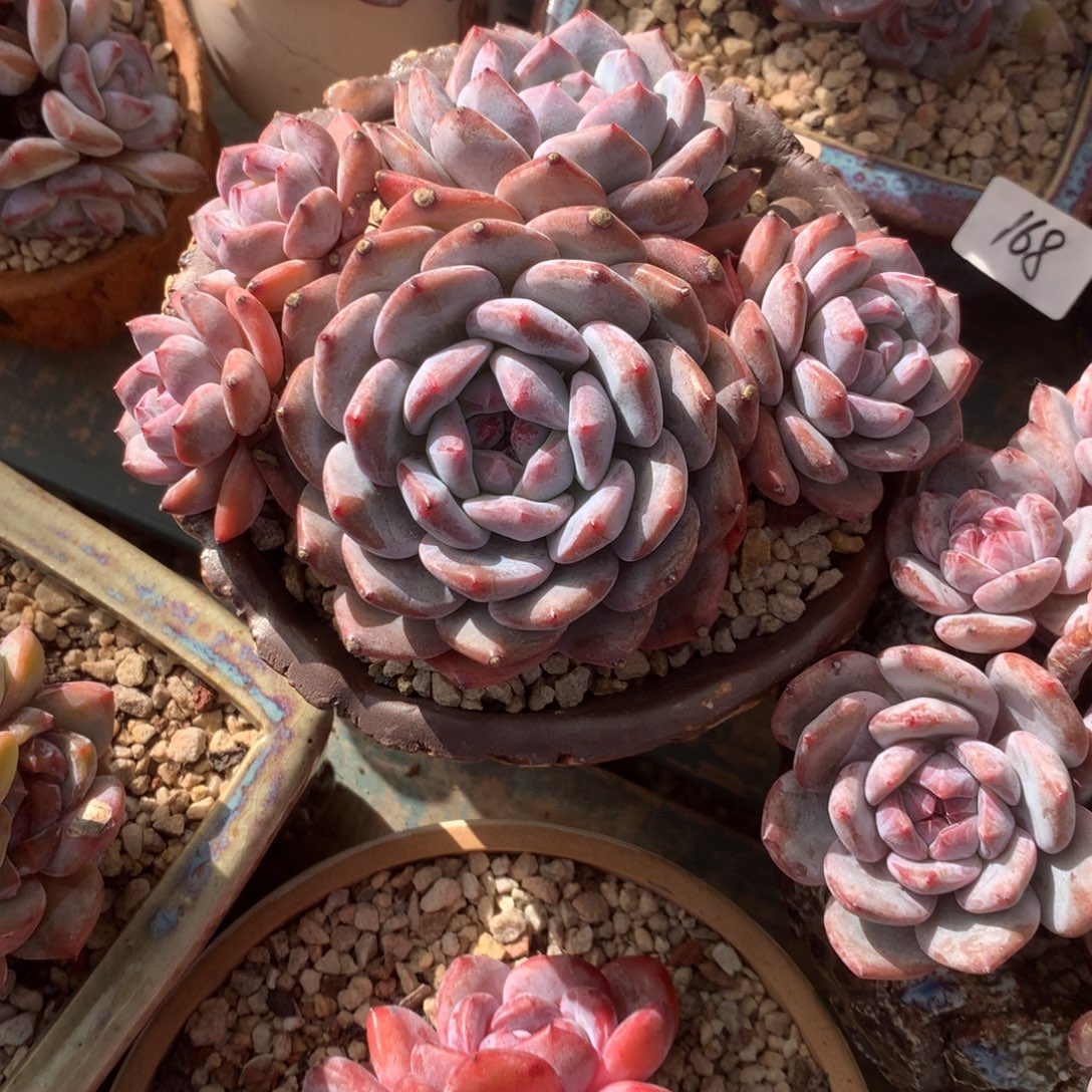 无花朵哈哈哈哈哈哈哈哈5