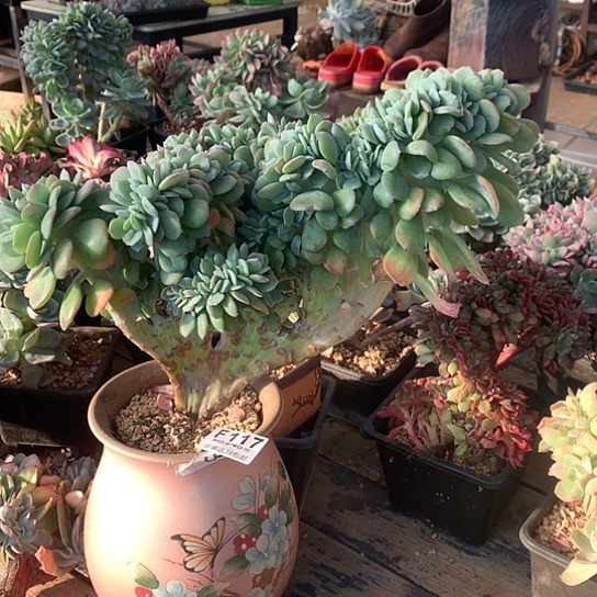 芳***～天鹅绒缀化117 需要延迟发货7-8发