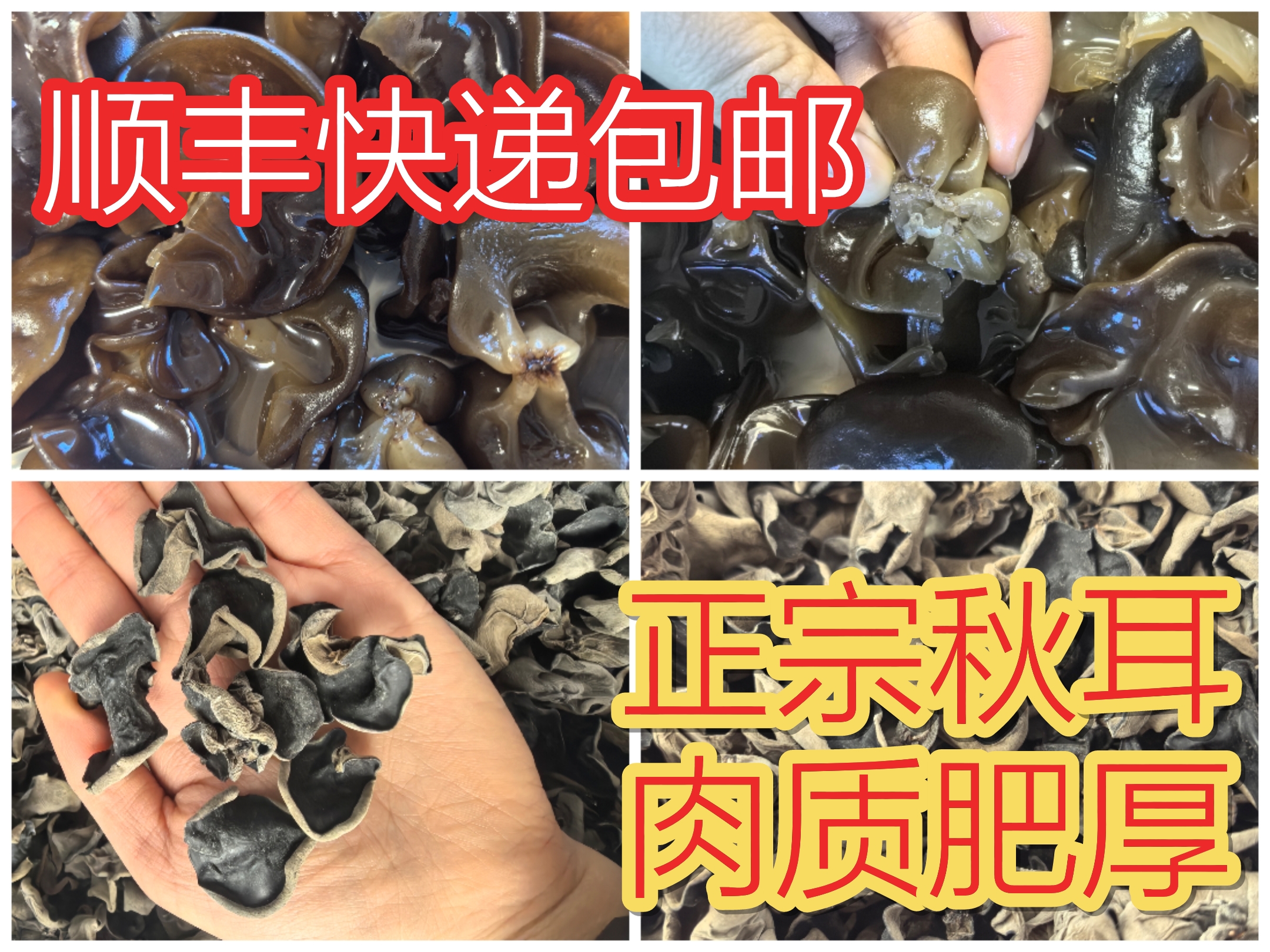 东北特产黑秋木耳干无根无沙无硫熏嘎嘎肉厚劲道Q弹