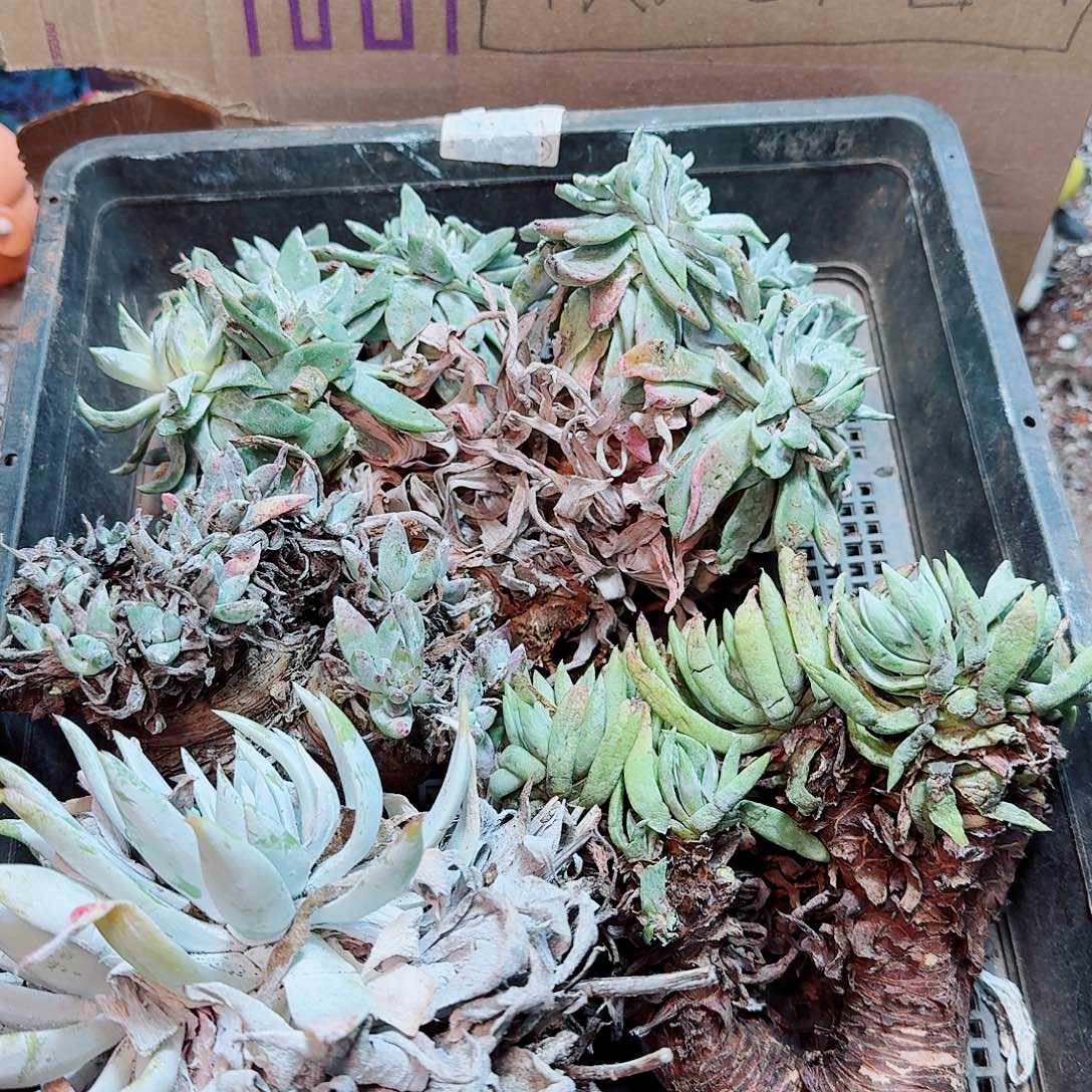 6396瑕疵框拍不售后