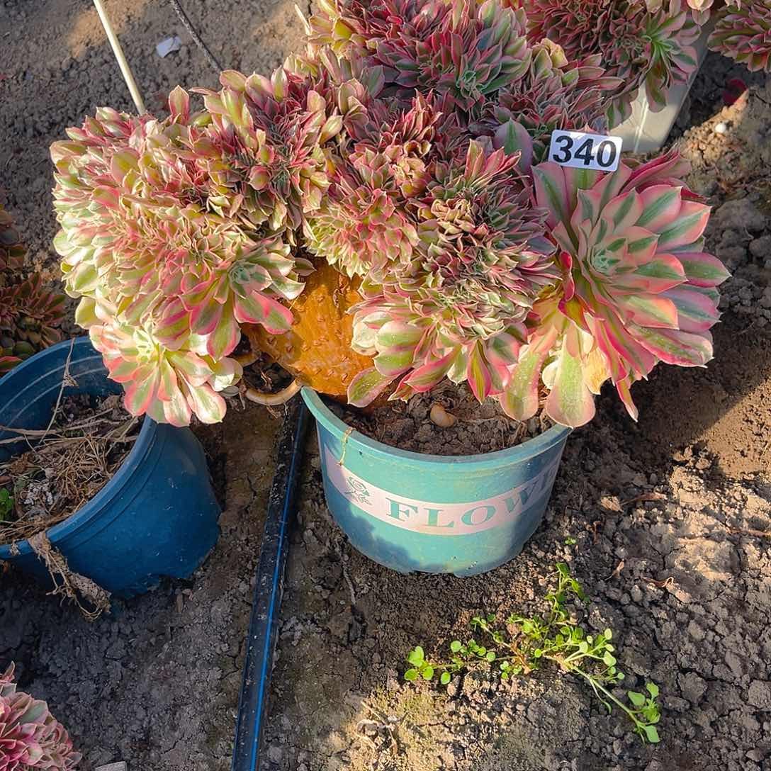 红陶法师法师15-27包邮法师