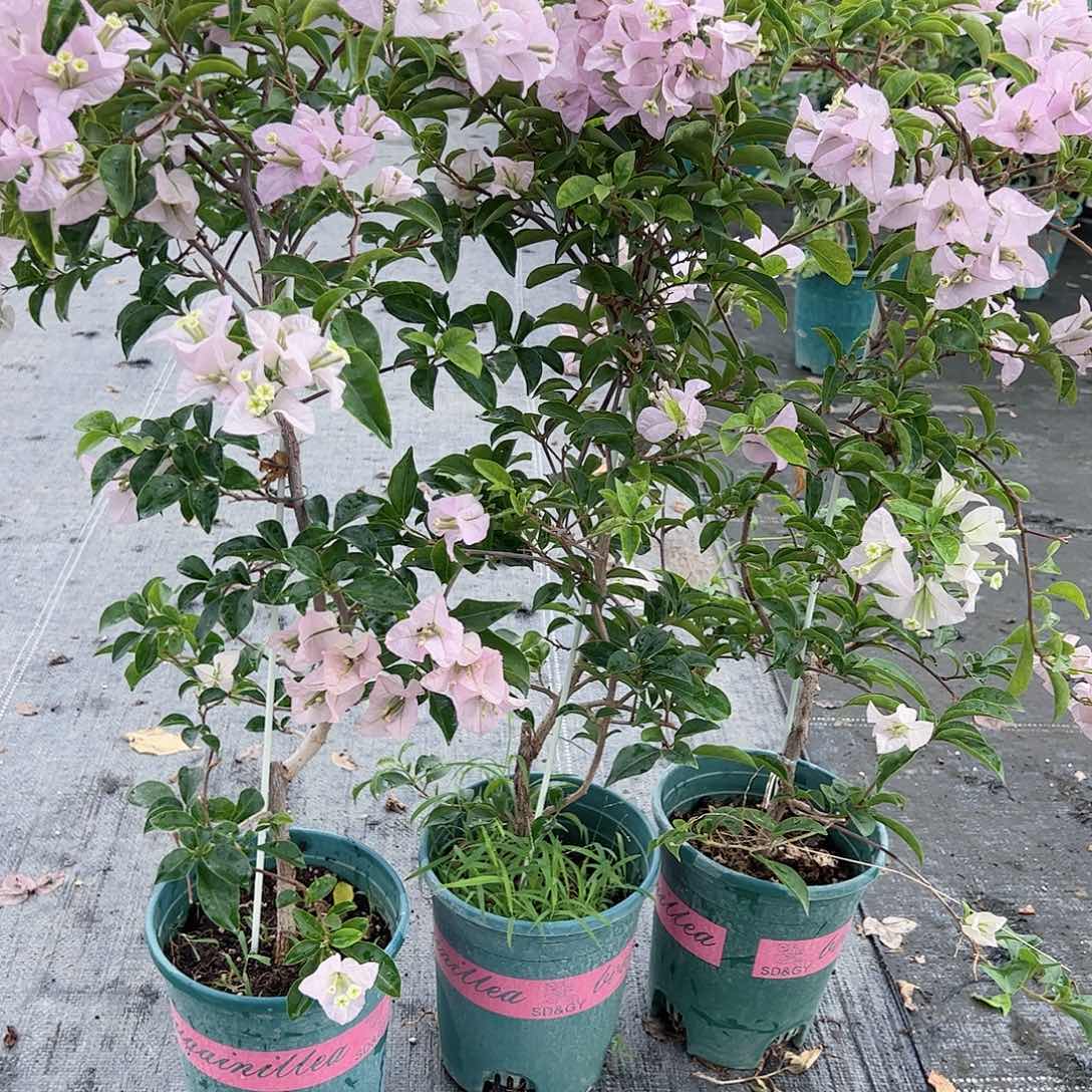 苹果花三角梅带竹一颗