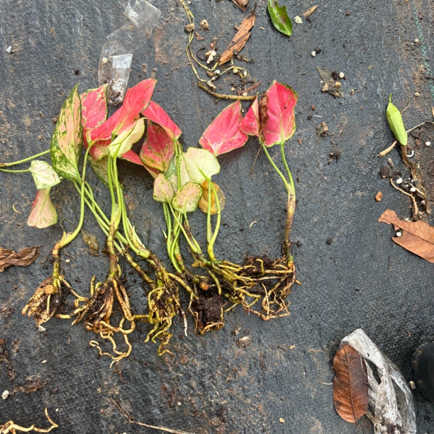 吉利红小苗10颗清仓