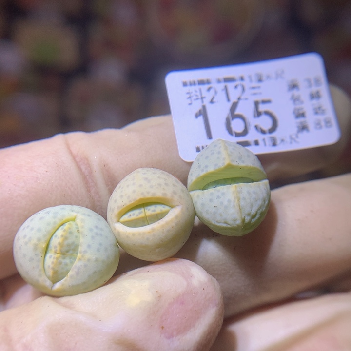 生石花多肉212.165