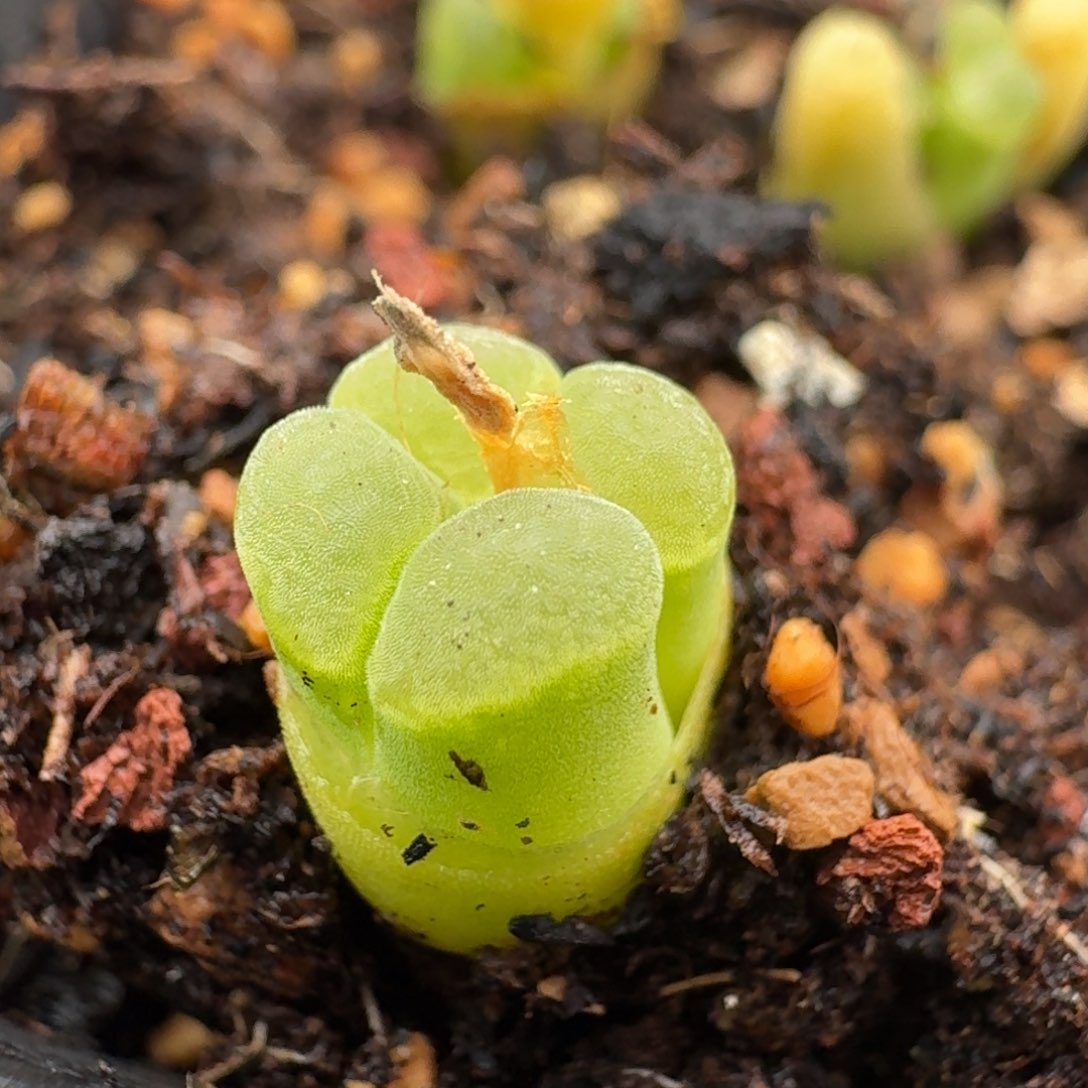 513天鹅绒一颗5580888