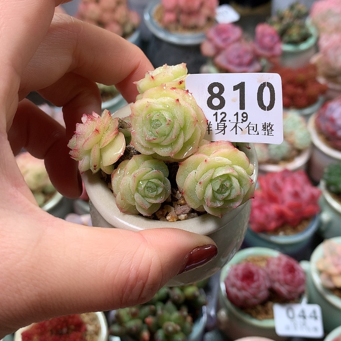 精控拇指盆1219808