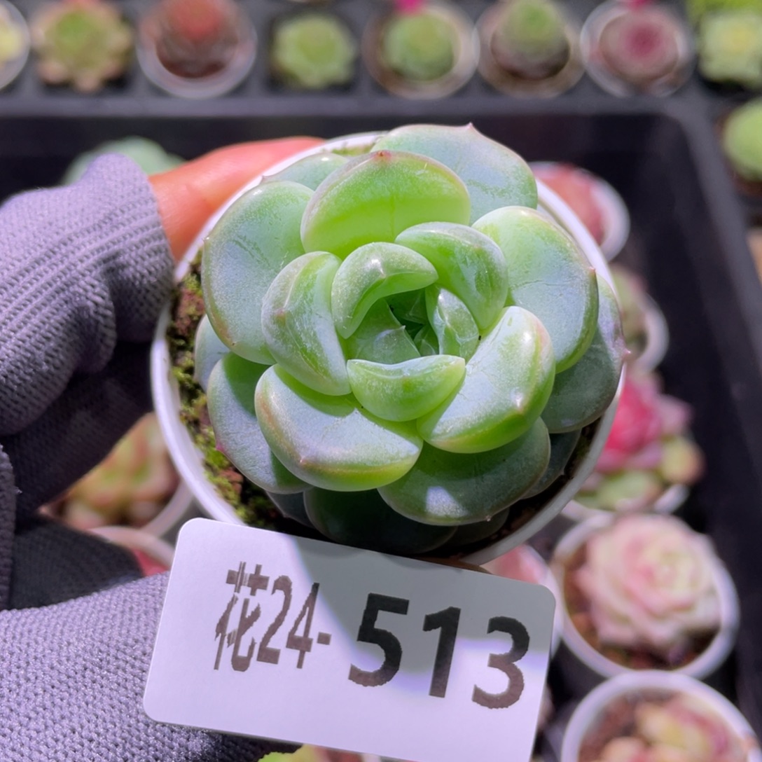 花利美24-513珍妮