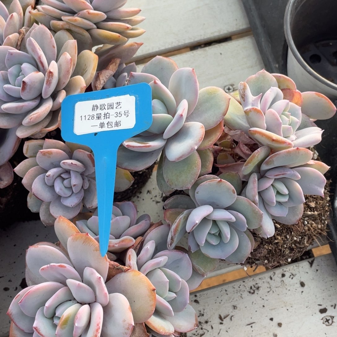 1128-35-韩版奶茶四头一颗