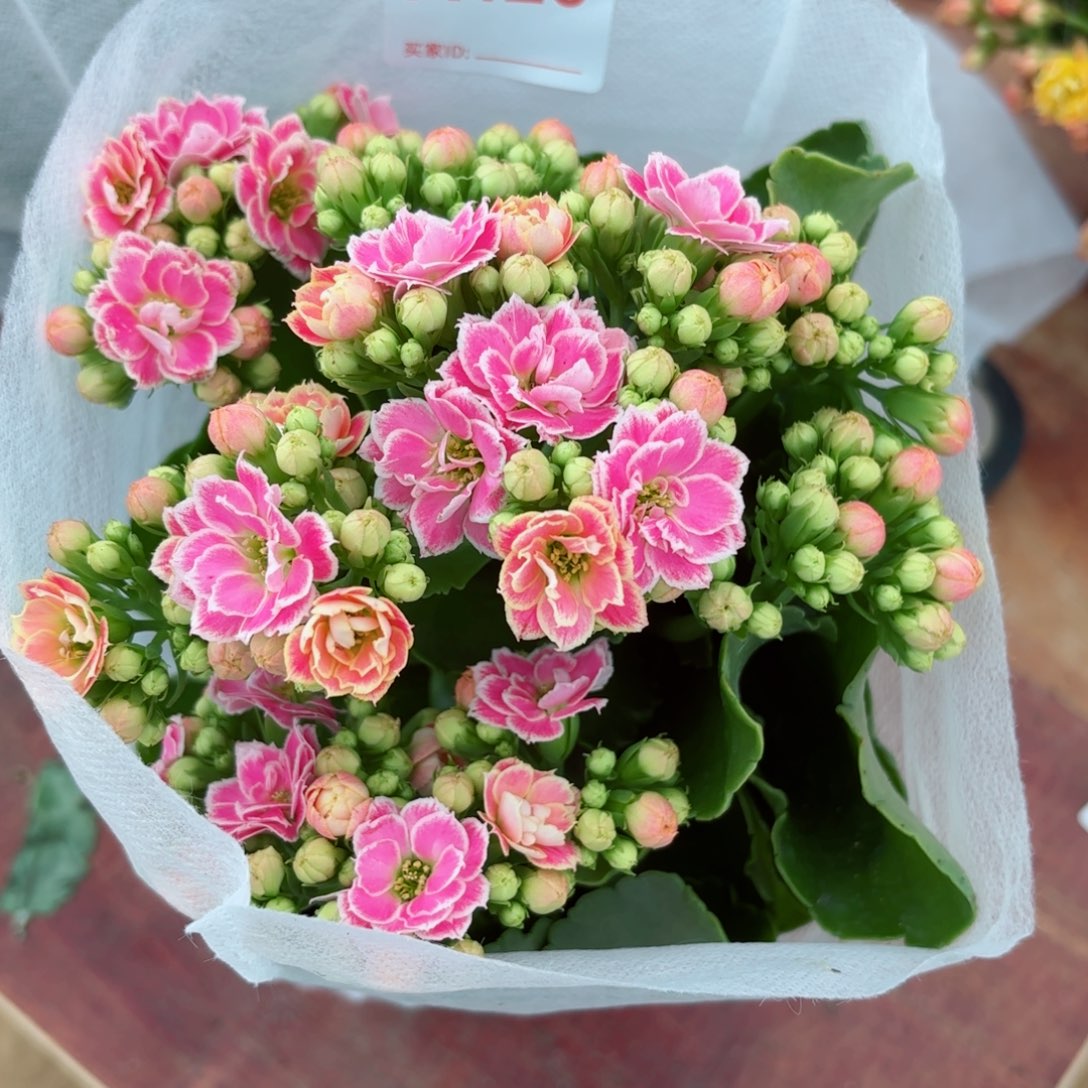 A410大彩蝶长寿花一颗