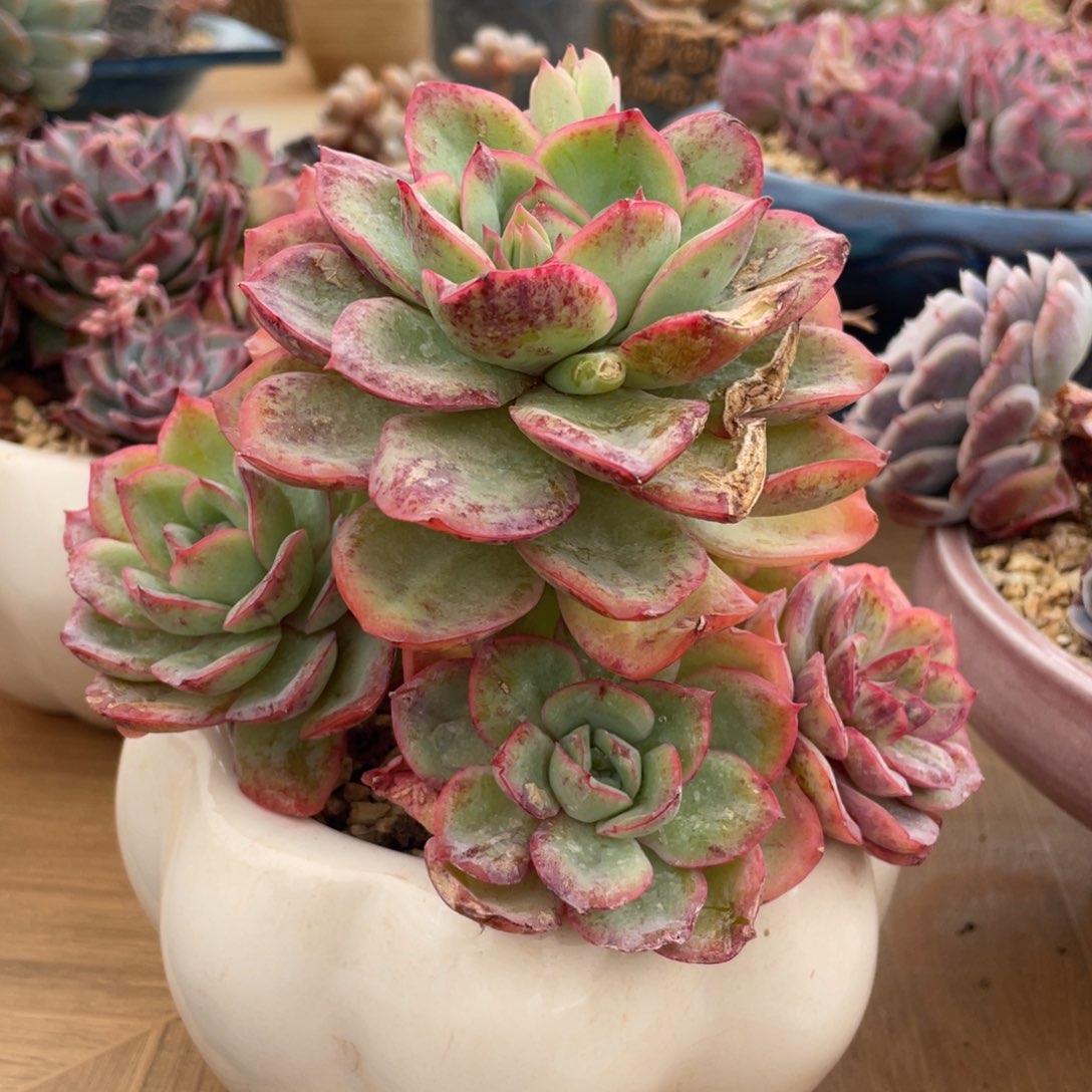 不*晨露有砍多肉多肉多肉