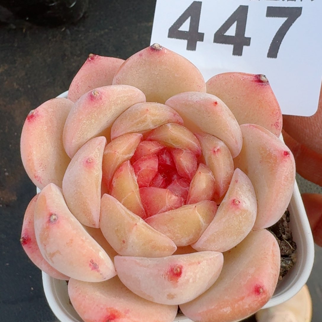橘子纱         多肉植物