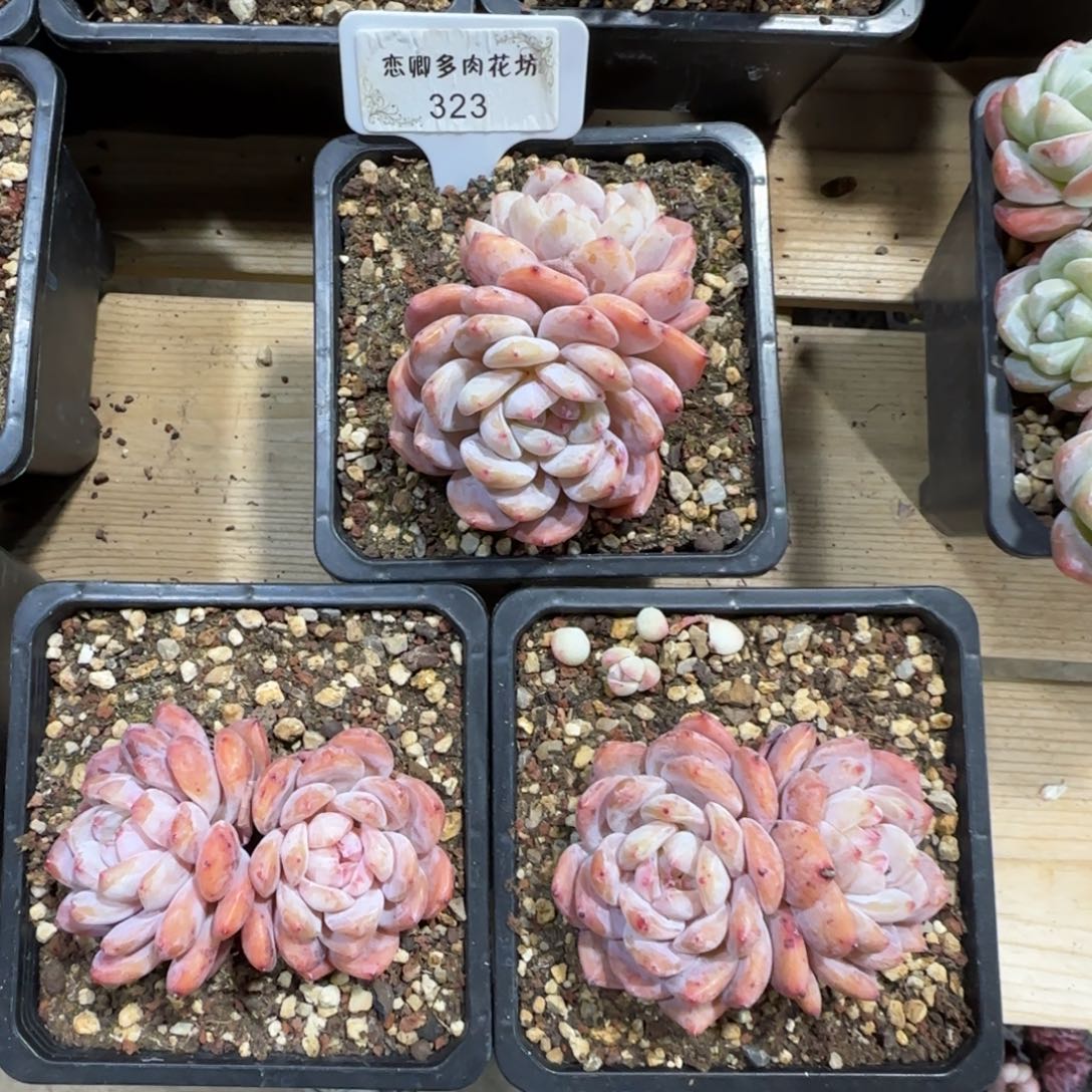 323橙子组合3颗无砍老桩