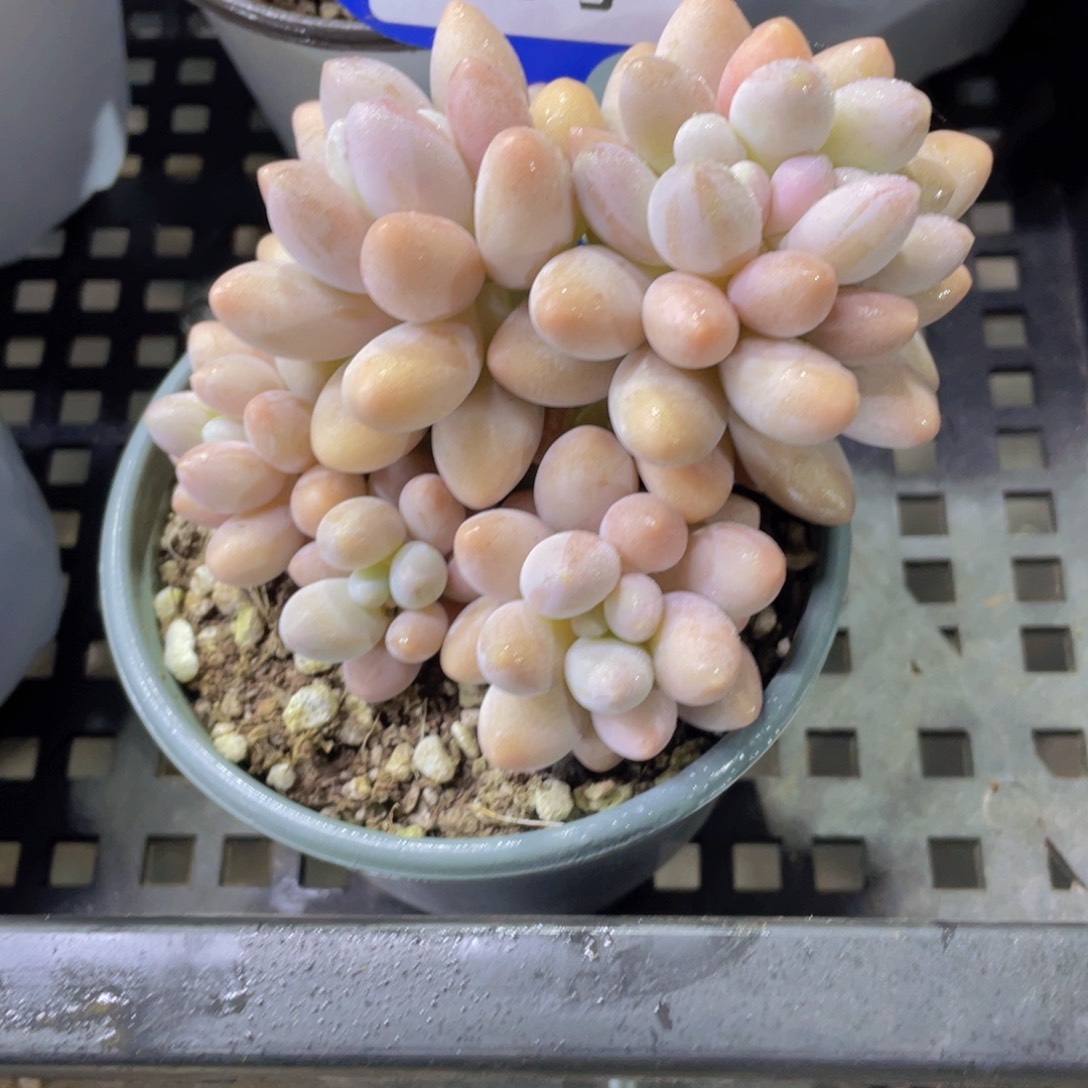 193号奶油汤圆缀化