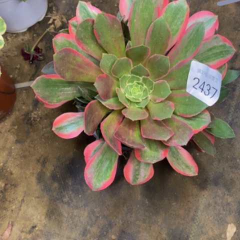 女妖多肉植物2437