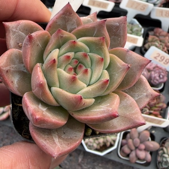 118火烈鸟多肉植物多