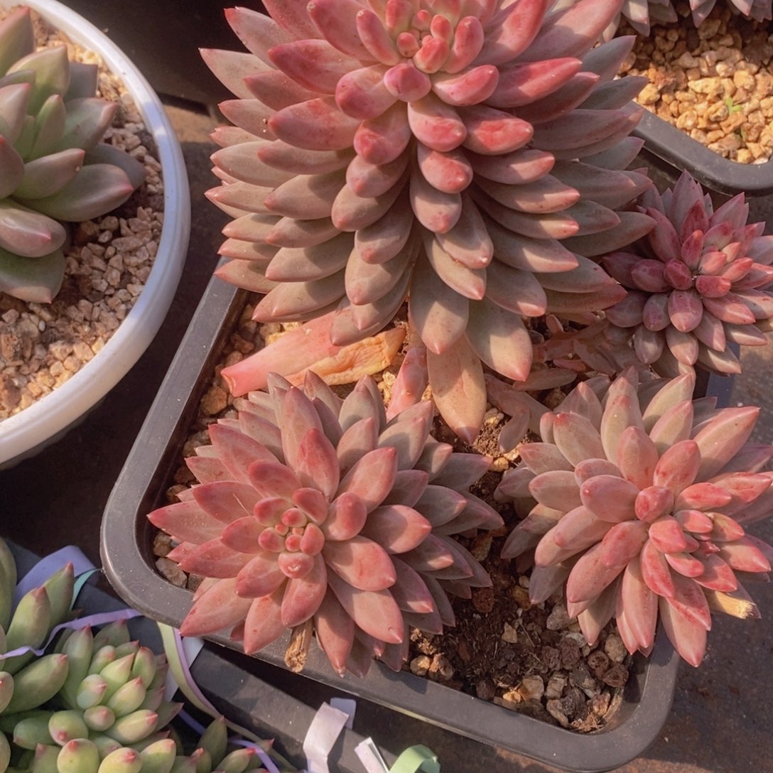 梦***萍多肉植物植物植物