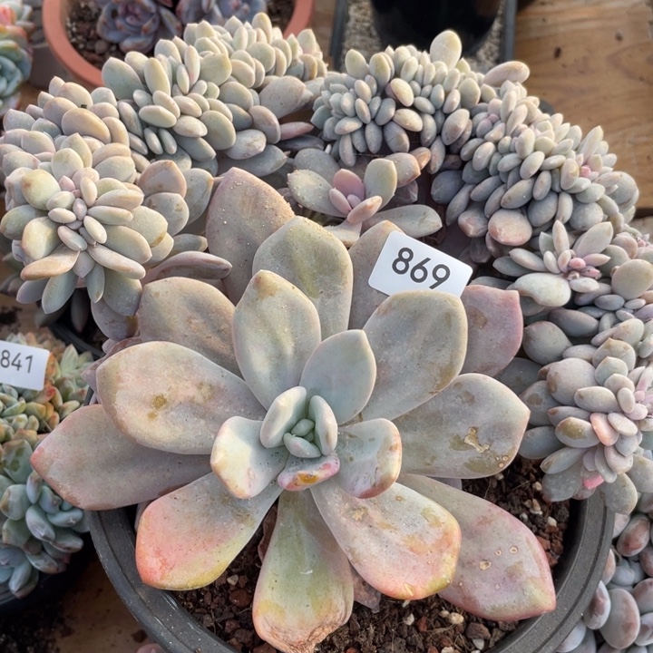 哈哈哈哈哈哈哈869